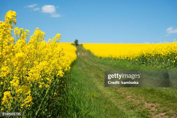 vibrant yellow rapeseed field under blue sky - koolzaad stockfoto's en -beelden