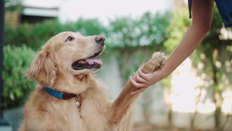 dog separation anxiety and depression