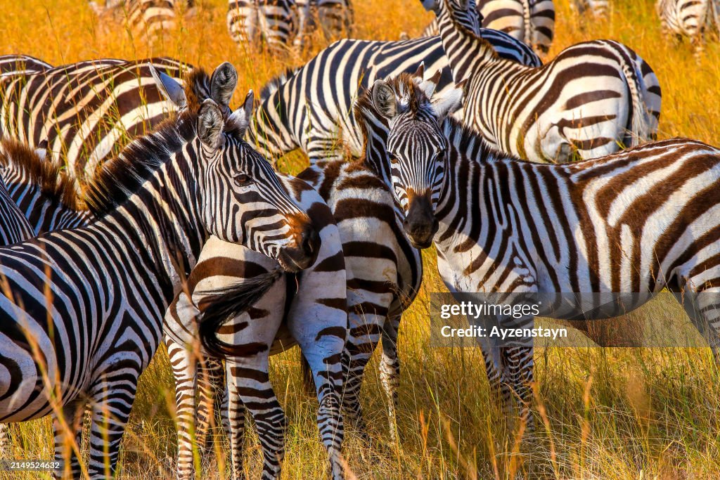 Plains Zebra Herd in Great Migration at wilderness