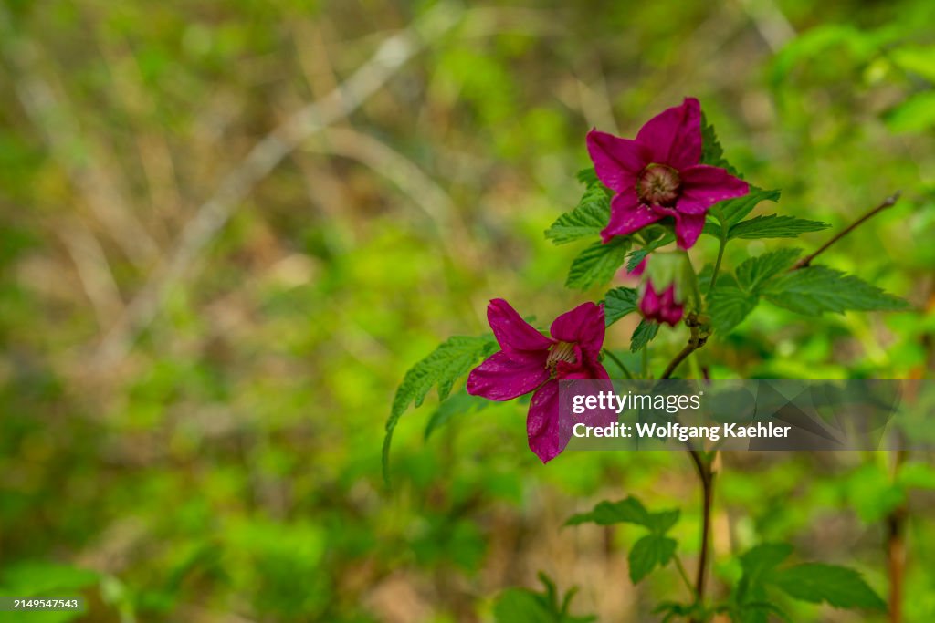 Flowering salmonberries along the Mailbox Peak Trail in the...