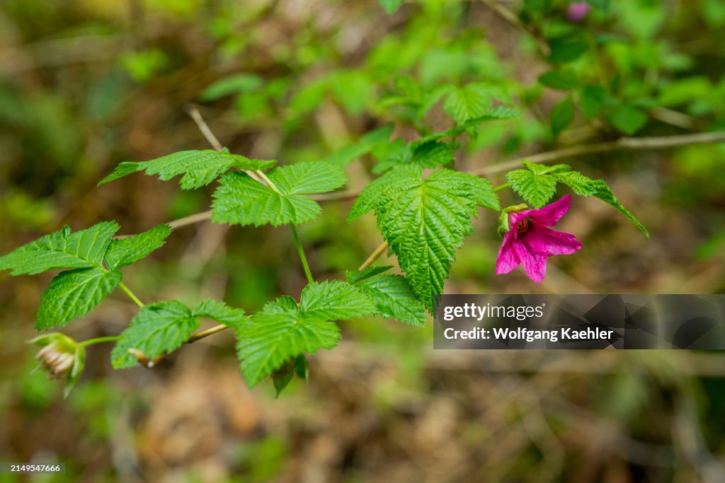 Flowering salmonberries along the Mailbox Peak Trail in the...
