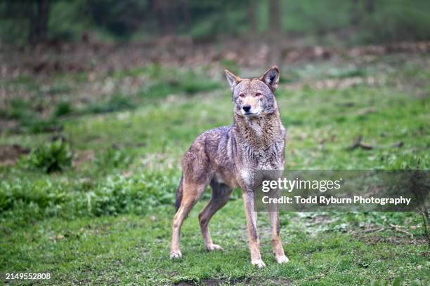 1,163 Canis Lupus Rufus Stock Photos and High-Res Images - Getty