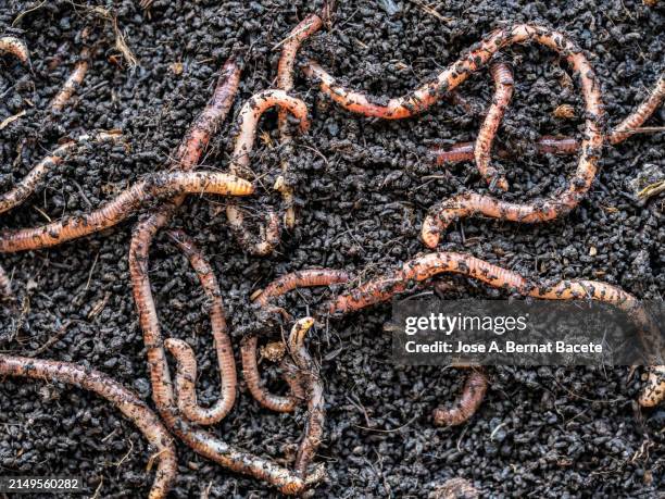 red worm used as sport fishing bait for freshwater fish. - wurm stock-fotos und bilder