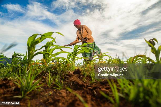 senior african woman working with traditional hoe in corn maize field - african ethnicity farmer stock pictures, royalty-free photos & images