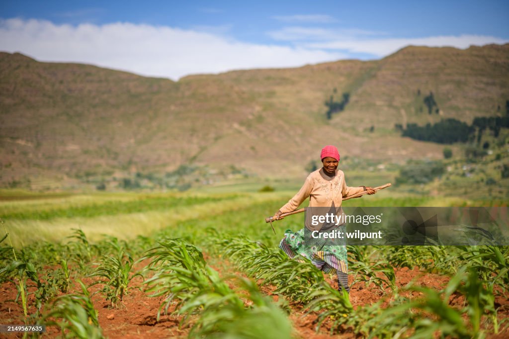 Ältere afrikanische Frau geht mit traditioneller Hacke im Maisfeld im ländlichen Lesotho