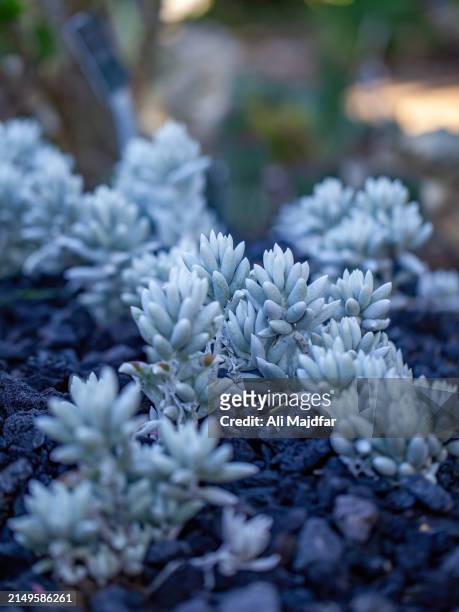 cocoon plant - cineraria maritima stock pictures, royalty-free photos & images