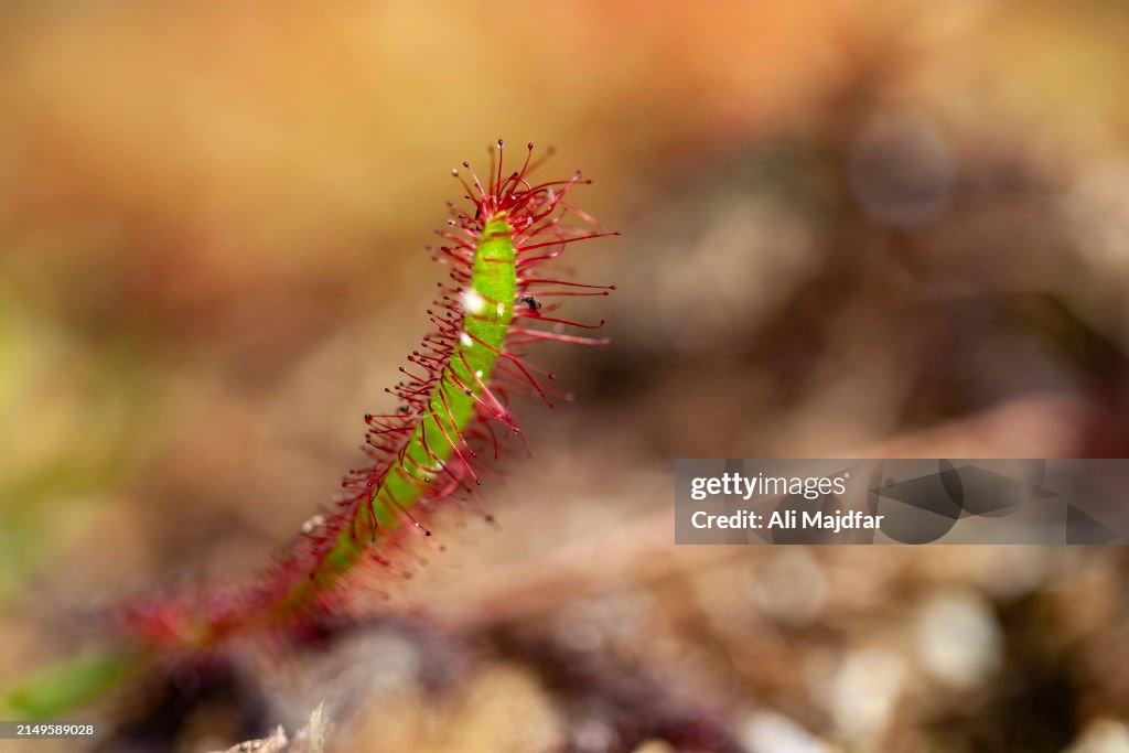 Cape Sundew