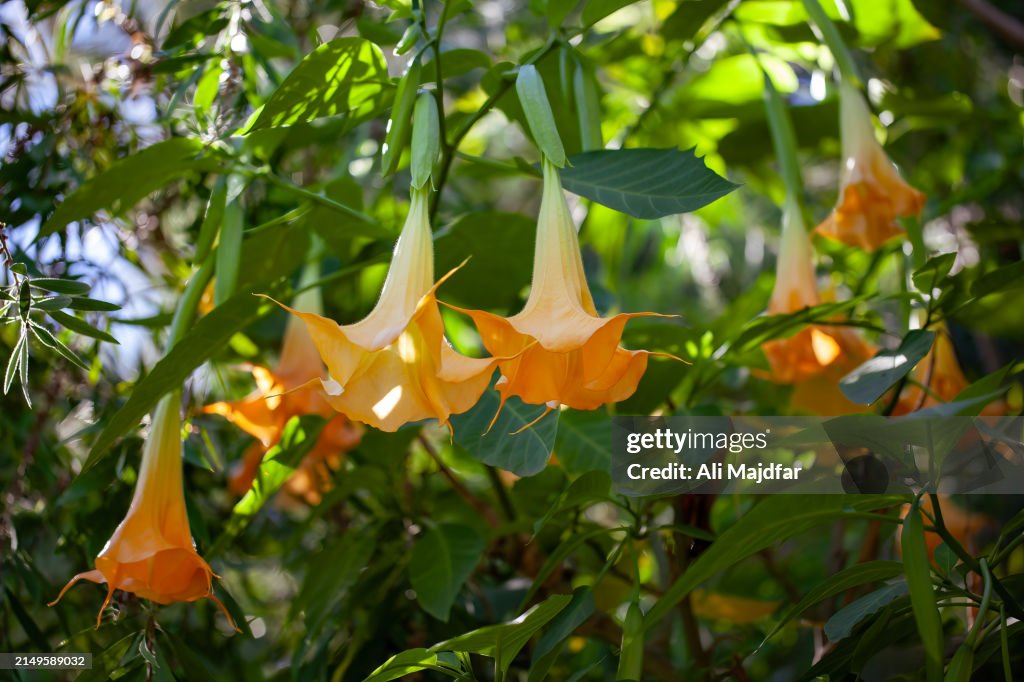 Angel's Trumpet