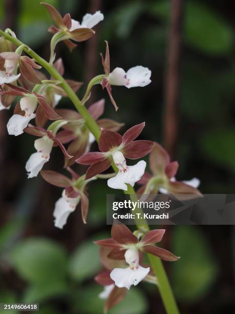 calanthe discolor - calanthe discolor stock pictures, royalty-free photos & images