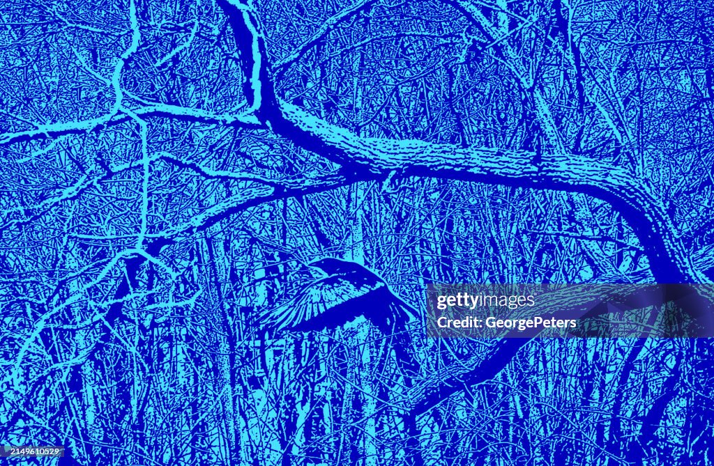 Dense bare trees branches background