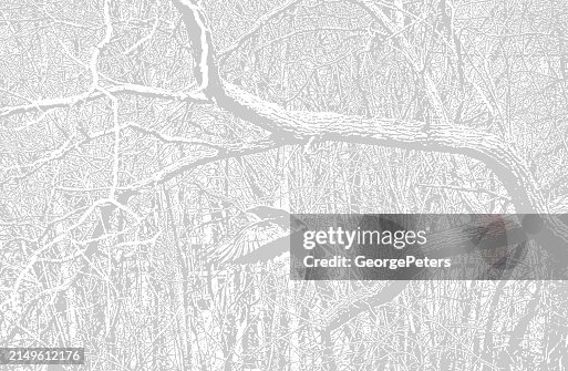 Dense bare trees branches background Dense bare trees branches background
