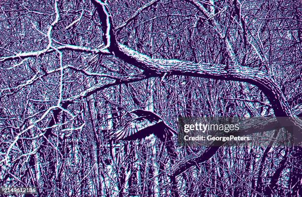 Raven Texture Photos and Premium High Res Pictures - Getty Images