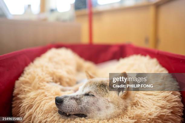 This picture taken on March 19, 2024 shows Japanese shiba inu dog Kabosu, best known as the logo of cryptocurrency Dogecoin, taking a rest at the...