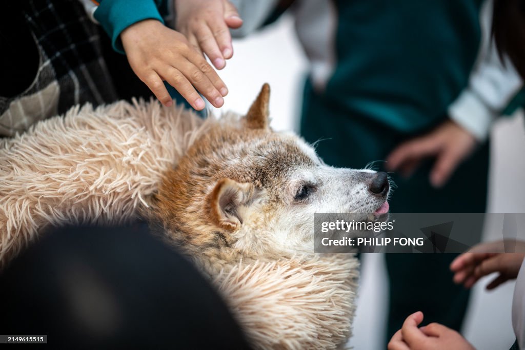 JAPAN-INTERNET-CRYPTO-MEME-DOGE-WOW