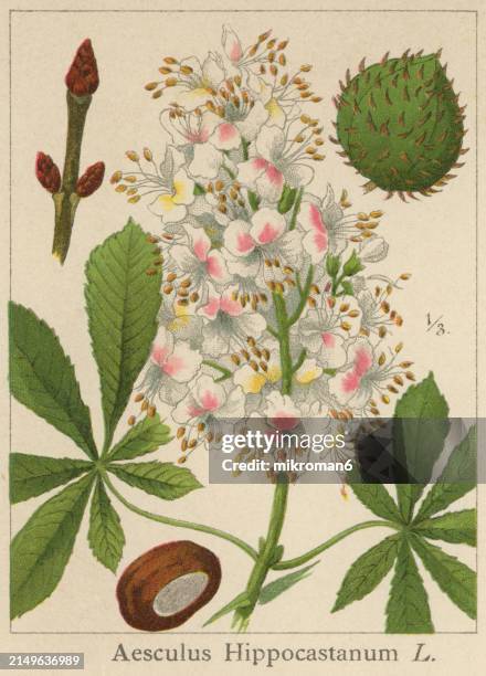 old chromolithograph illustration of botany, the horse chestnut (aesculus hippocastanum) a species of flowering plant in the maple, soapberry and lychee family sapindaceae - flowering maple tree stock pictures, royalty-free photos & images