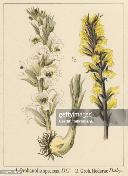 old chromolithograph illustration of botany, the ivy broomrape (orobanche hederae) a parasitic plant without chlorophyll, and thus totally dependent on its host, which is ivy - orobanche stock pictures, royalty-free photos & images