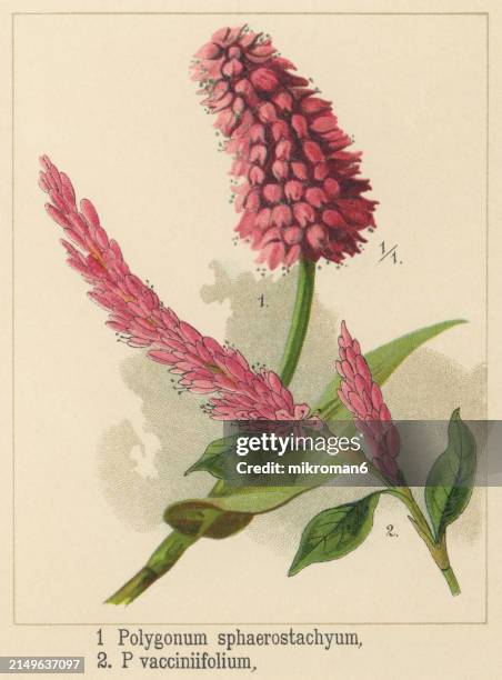 old chromolithograph illustration of botany, bistorta macrophylla (polygonum macrophyllum and persicaria macrophylla) and bistorta vacciniifolia (persicaria vacciniifolia) a flowering plant species in the buckwheat family polygonaceae - polygonum persicaria stock pictures, royalty-free photos & images