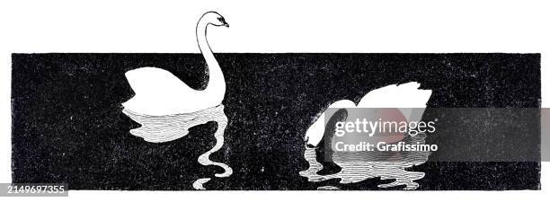 two swans swimming in lake illustration 1897 - swan stock illustrations