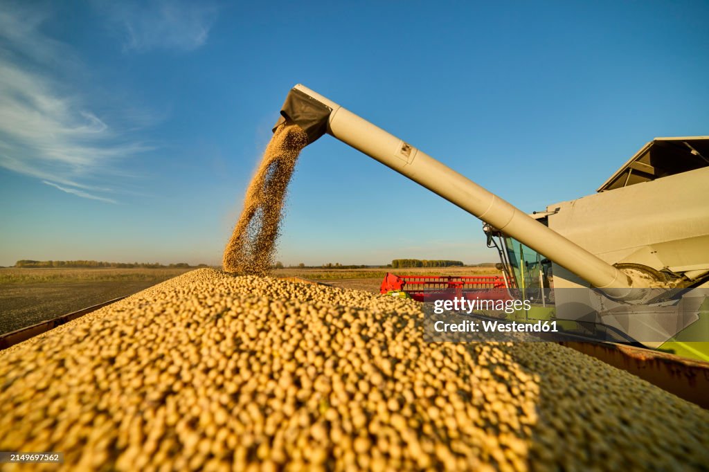 Combine harvester unloading harvested soybeans in field at sunset