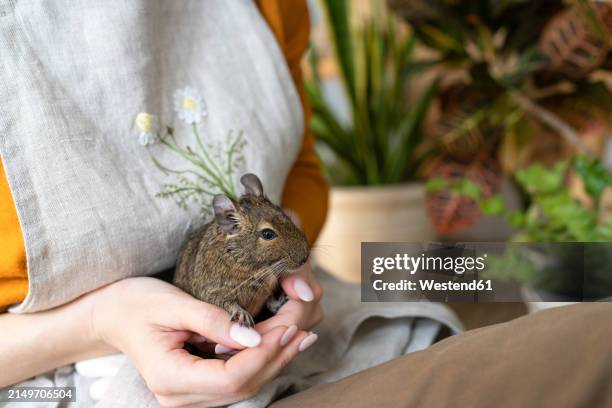 woman holding degu squirrel in hands - degu stock pictures, royalty-free photos & images