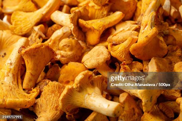full frame shot of mushrooms - cantharellus tubaeformis stock pictures, royalty-free photos & images
