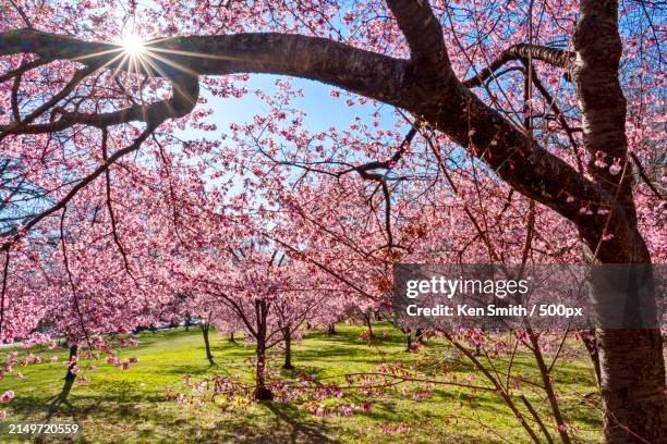 view of cherry blossom trees in park,belleville,new jersey,united states,usa - belleville-nj stock pictures, royalty-free photos & images