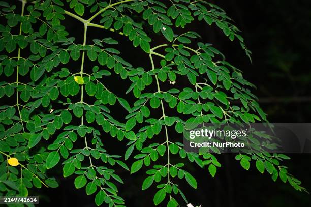 Meracules Tree 49 Moringa Oleifera Flower Stock Photos, High-Res Pictures, and Images ...