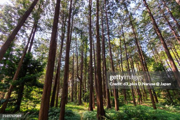 beautiful cedar forest.

at koishikawa botanical garden, bunkyo-ku, tokyo, japan,
photo by april, 2024. - cryptomeria japonica stock pictures, royalty-free photos & images