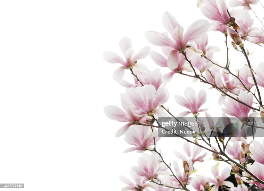 Saucer Magnolia (Magnolia × Soulangeana) Isolated On White Background