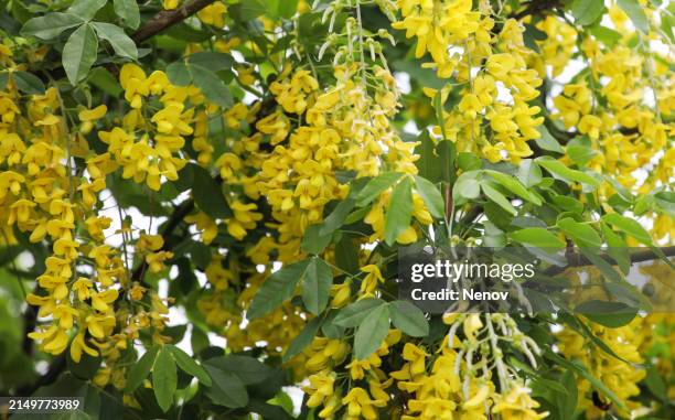 image of laburnum anagyroides - laburnum anagyroides stock pictures, royalty-free photos & images