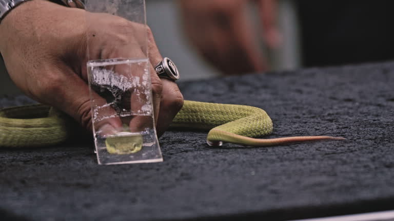 Python Snake Squeezing 39 Snake Squeeze Stock Videos, Footage, & 4K Video Clips - Getty Images