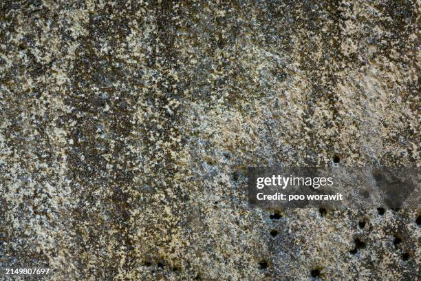 moss stains on the cement wall. - rustic stock pictures, royalty-free photos & images