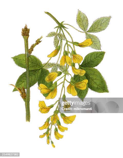 old chromolithograph illustration of botany - the common laburnum, golden chain or golden rain (laburnum anagyroides or cytisus laburnum) a species of flowering plant in the subfamily faboideae, and genus laburnum - laburnum anagyroides stock pictures, royalty-free photos & images