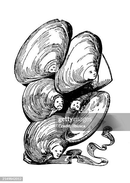 ilustrações de stock, clip art, desenhos animados e ícones de antique image: oyster shells - bivalve