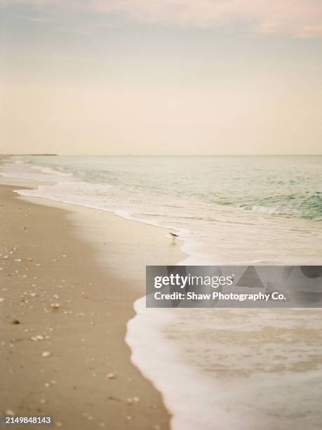 solo sanderling at the beach in naples, florida - naples florida stock pictures, royalty-free photos & images