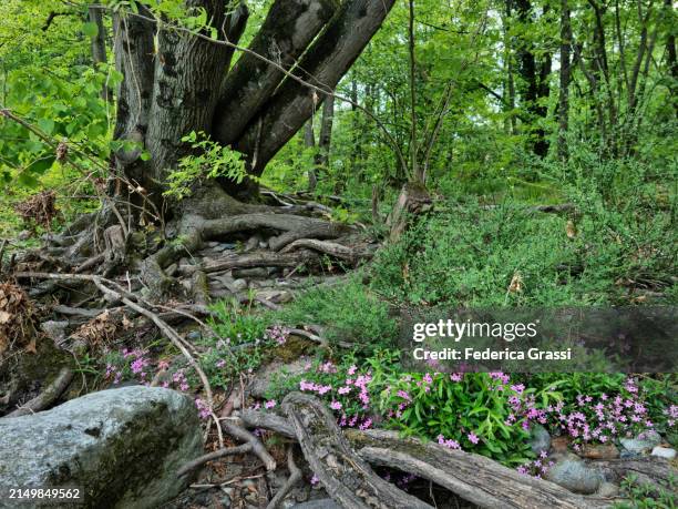 rock soapwort or tumbling ted (saponaria ocymoides)  flowering along torrente cannobino riverbank in cannobio, unesco biosphere reserve ticino valgrande verbano - saponaria stock pictures, royalty-free photos & images