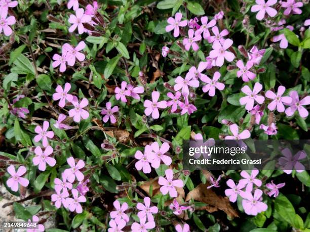 rock soapwort or tumbling ted (saponaria ocymoides) flowering along torrente cannobino riverbank, unesco biosphere reserve ticino valgrande verbano - saponaria stock pictures, royalty-free photos & images