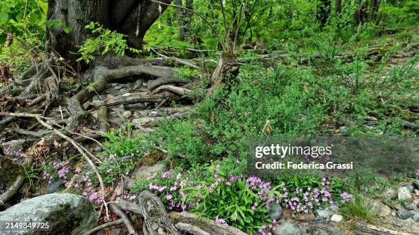 panorama with rock soapwort or tumbling ted (saponaria ocymoides)  flowering along torrente cannobino riverbank in cannobio, unesco biosphere reserve ticino valgrande verbano - saponaria stock pictures, royalty-free photos & images