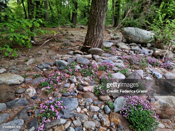rock soapwort or tumbling ted (saponaria ocymoides) flowering along torrente cannobino riverbank, unesco biosphere reserve ticino valgrande verbano - saponaria stock pictures, royalty-free photos & images