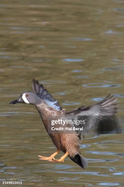 blue-winged teal duck male landing - teal anas discors birds stock pictures, royalty-free photos & images