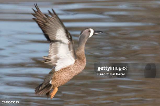 blue-winged teal duck male taking off - teal anas discors birds stock pictures, royalty-free photos & images
