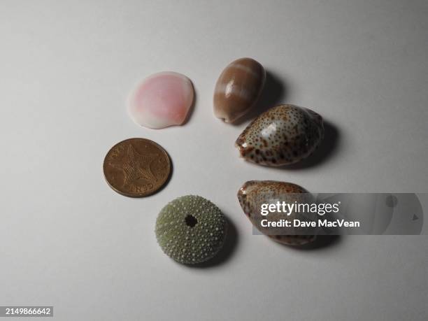 Maprik Shell Money 1,440 Shell Money Stock Photos, High-Res Pictures, and Images - Getty ...