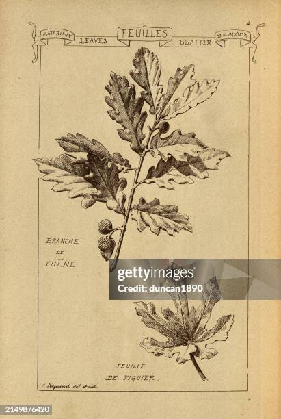 ilustraciones, imágenes clip art, dibujos animados e iconos de stock de feuilles arquitectónicos, hojas, roble, bellota, higuera, historia de la arquitectura, decoración y diseño, arte, francés, victoriano, siglo xix - hoja de roble
