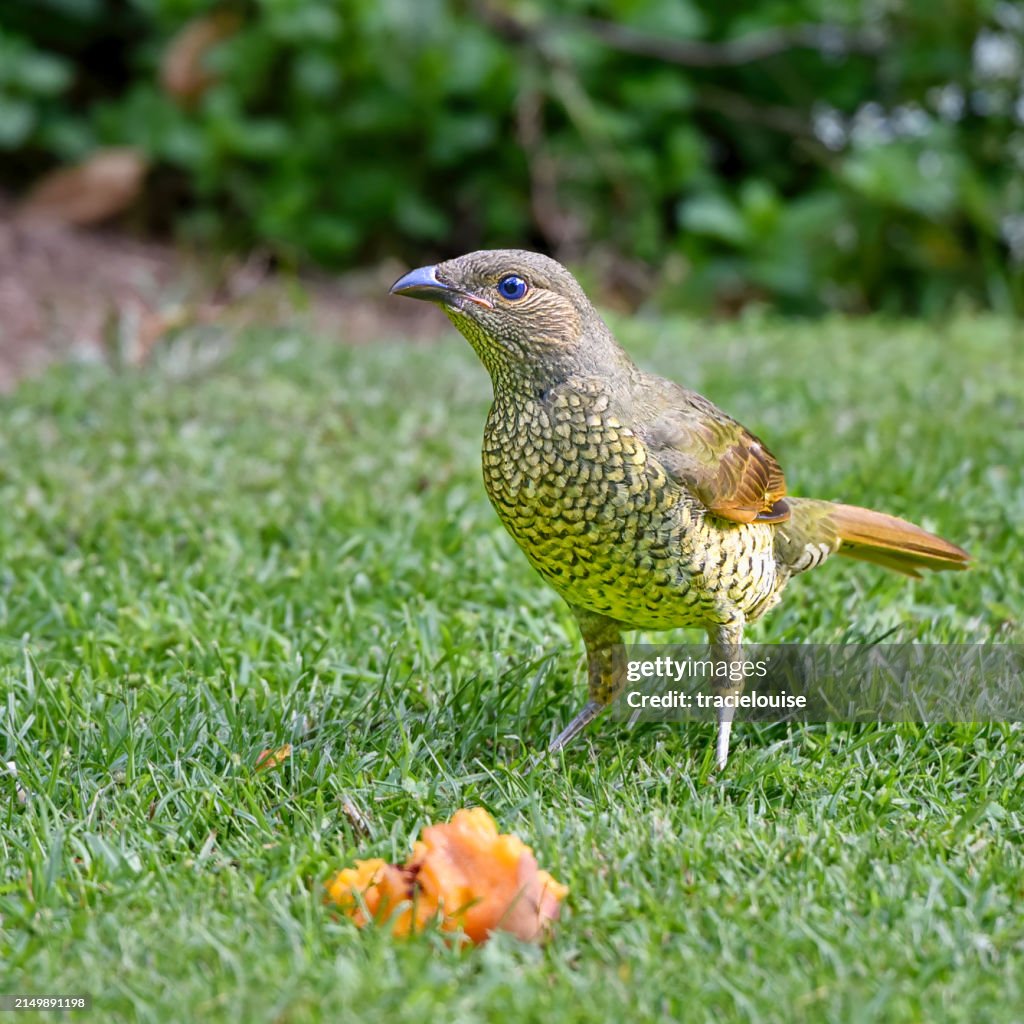 Female Satin Bowerbird ( Ptilonorhynchus violaceus )