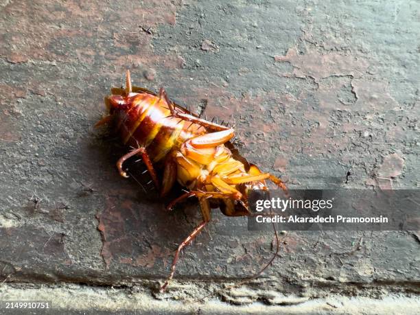 dead cockroach - cockroach stock pictures, royalty-free photos & images