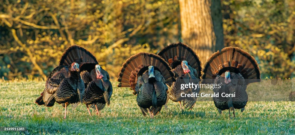 O peru é uma ave de grande porte do gênero Meleagris, nativa da América do Norte. Existem duas espécies de perus existentes: o peru selvagem (Meleagris gallopavo) do leste e centro da América do Norte Great Smoky Mountains National Park, Tennessee. Ex