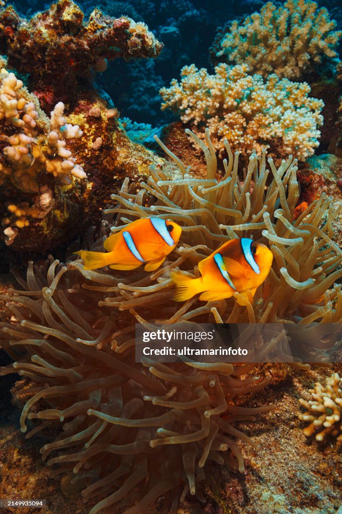 Sea life. Coral reef Underwater scene with Anemone and two anemonefish fish clownfish. Scuba Diver Point of View.