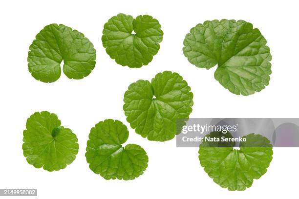 lush green gotu kola leaves arranged on isolated white backdrop - clorofila fotografías e imágenes de stock