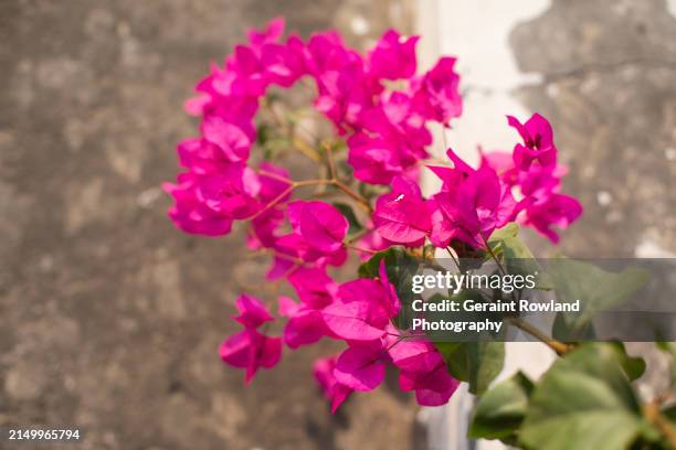 pink bougainvillea, india - bougainvillea stock pictures, royalty-free photos & images