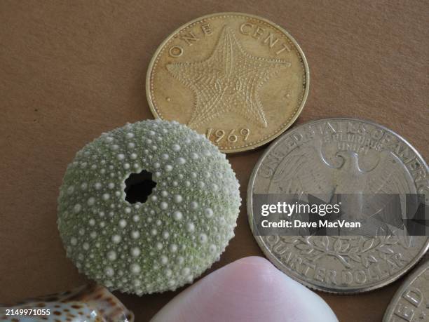 Collectable Shell Money 1,460 Shell Money Stock Photos, High-Res Pictures, and Images - Getty ...